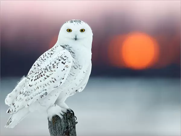 Snowy owl (Bubo scandiaca) female, with lights behind, Canada, February