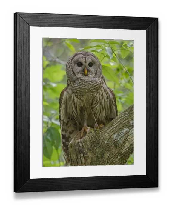 Framed Print : Barred Owl (Strix varia) perched, Corkscrew Swamp Audubon Sanctuary, Florida, USA, March Framed Print : Barred Owl (Strix varia) perched, Corkscrew Swamp Audubon Sanctuary, Florida, USA, March