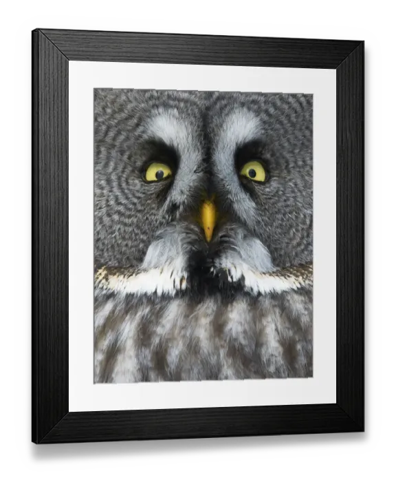 Framed Print : Great grey owl (Strix nebulosa) close up of face, Kuusamo, Finland, March Framed Print : Great grey owl (Strix nebulosa) close up of face, Kuusamo, Finland, March