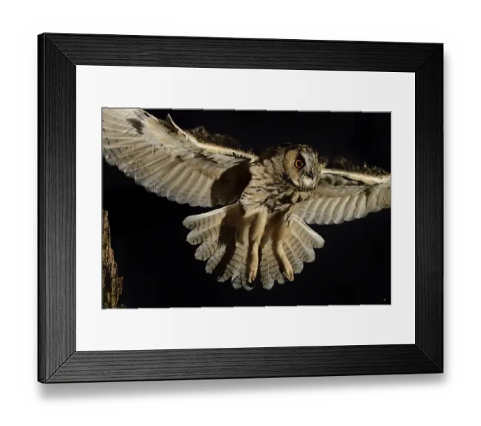 Framed Print : Long eared owl (Asio otus) in flight, taking off from oak tree snag Framed Print : Long eared owl (Asio otus) in flight, taking off from oak tree snag
