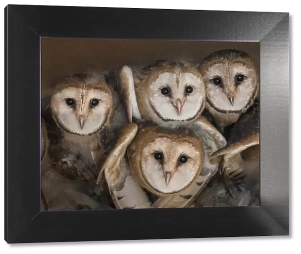 Barn owl (Tyto alba) four chicks in nest, La Pampa, Argentina