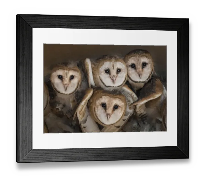 Framed Print : Barn owl (Tyto alba) four chicks in nest, La Pampa, Argentina Framed Print : Barn owl (Tyto alba) four chicks in nest, La Pampa, Argentina