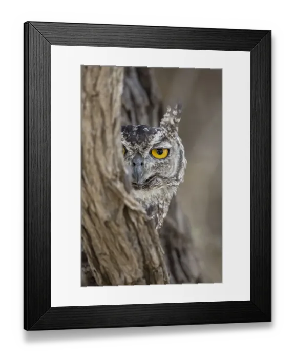 Framed Print : RF - Head portrait of Spotted eagle owl (Bubo africanus), Kgalagadi Transfrontier Park Framed Print : RF - Head portrait of Spotted eagle owl (Bubo africanus), Kgalagadi Transfrontier Park