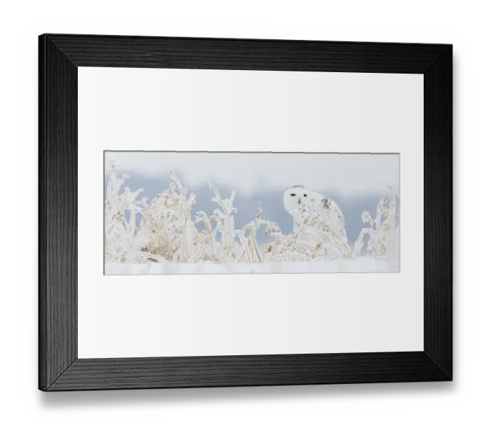 Framed Print : Snowy owl (Bubo scandiaca) female sitting among snow covered vegetation on ground Framed Print : Snowy owl (Bubo scandiaca) female sitting among snow covered vegetation on ground
