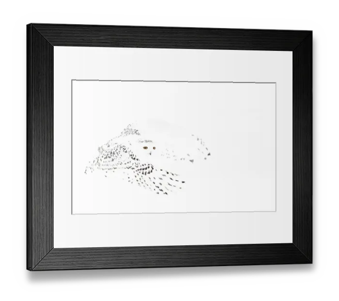 Framed Print : Snowy owl (Bubo scandiaca) female in flight, Canada. February Framed Print : Snowy owl (Bubo scandiaca) female in flight, Canada. February