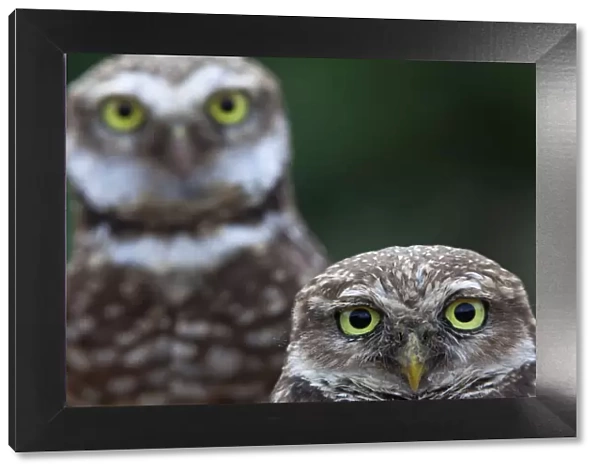Clarion Burrowing Owl (Athene cunicularia rostrata), Clarion Island, Revillagigedo