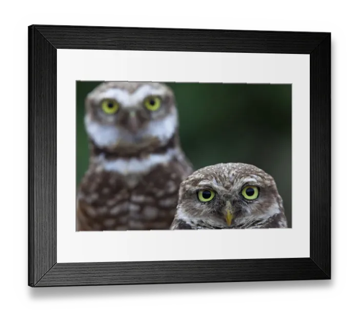 Framed Print : Clarion Burrowing Owl (Athene cunicularia rostrata), Clarion Island, Revillagigedo Framed Print : Clarion Burrowing Owl (Athene cunicularia rostrata), Clarion Island, Revillagigedo