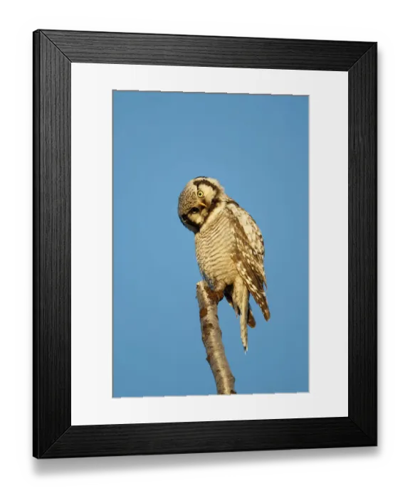Framed Print : Northern Hawk Owl (Surnia ulula) preening, Varanger, Norway. June Framed Print : Northern Hawk Owl (Surnia ulula) preening, Varanger, Norway. June