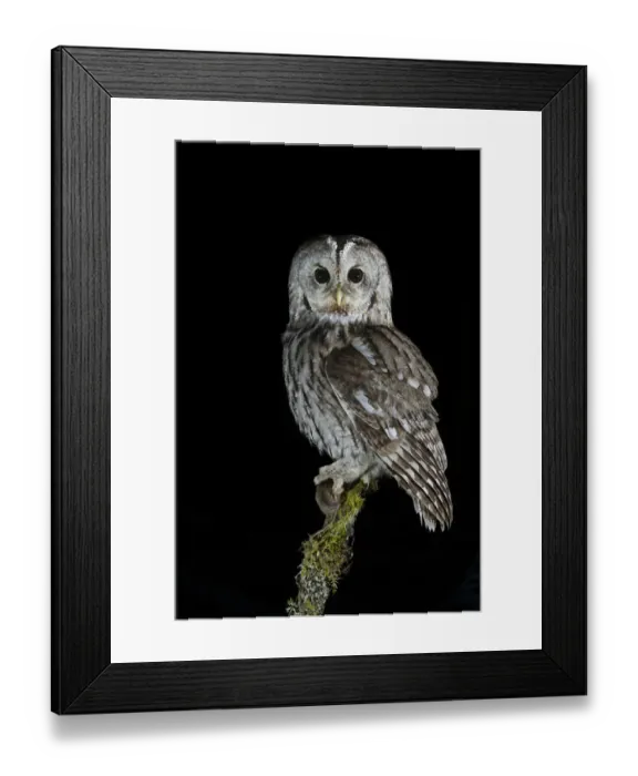 Framed Print : Tawny Owl (Strix aluco) perched on branch with prey, at night. Norway, February