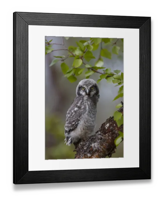 Framed Print : Fledgling Northern Hawk Owl (Surnia ulula). Finland. June Framed Print : Fledgling Northern Hawk Owl (Surnia ulula). Finland. June