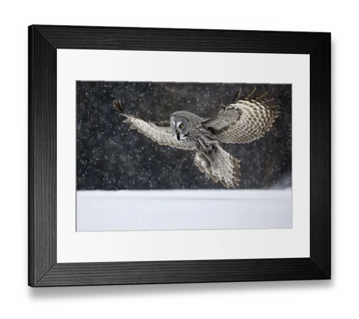 Framed Print : Great Grey Owl (Strix nebulosa) landing in snow, Kuusamo, Finland Framed Print : Great Grey Owl (Strix nebulosa) landing in snow, Kuusamo, Finland