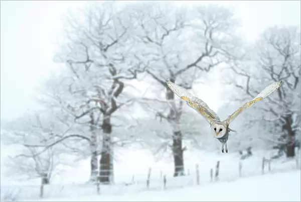 Barn owl (Tyto alba) flying in snow covered countryside, Surrey, England, UK, January