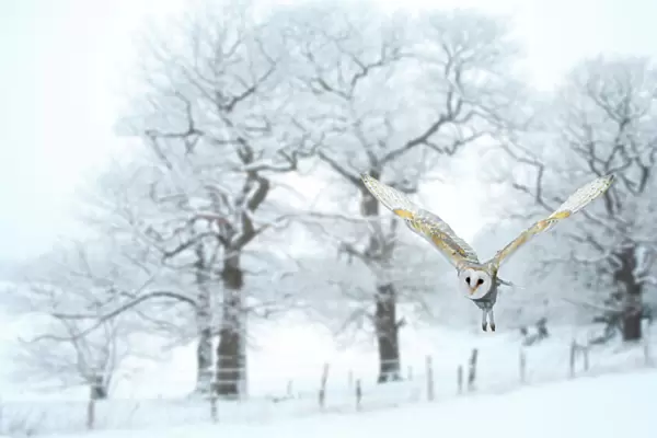 Barn owl (Tyto alba) flying in snow covered countryside, Surrey, England, UK, January
