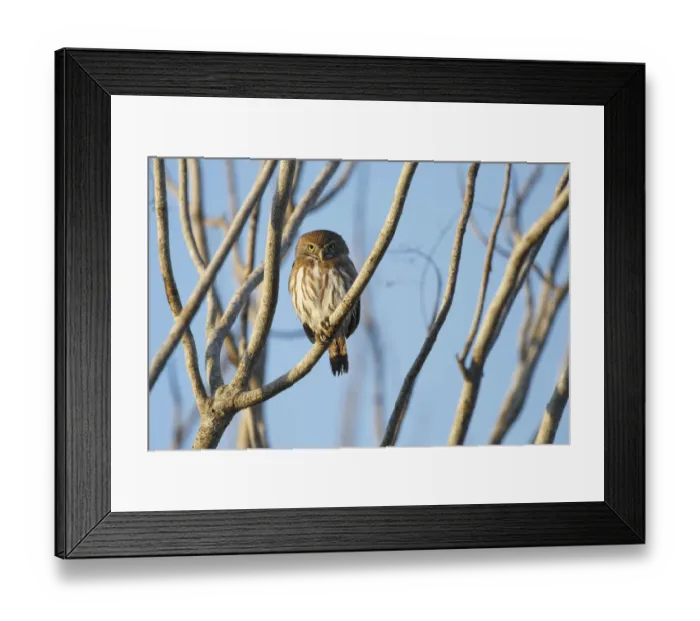 Framed Print : Ferruginous Pygmy-Owl (Glaucidium brasilianum). Yucatan. Mexico. February Framed Print : Ferruginous Pygmy-Owl (Glaucidium brasilianum). Yucatan. Mexico. February
