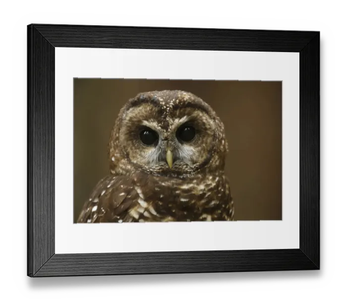 Framed Print : Spotted Owl (Strix occidentalis). Willamette National Forest, Oregon. June Framed Print : Spotted Owl (Strix occidentalis). Willamette National Forest, Oregon. June