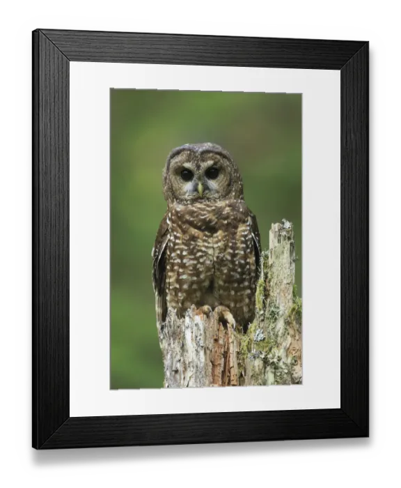 Framed Print : Spotted Owl (Strix occidentalis). Willamette National Forest, Oregon. June Framed Print : Spotted Owl (Strix occidentalis). Willamette National Forest, Oregon. June