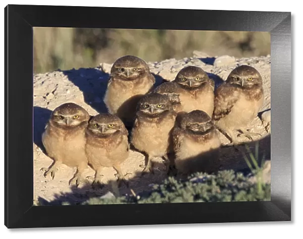 Burrowing Owl (Athene cunicularia) nestlings standing outside their nest burrow in