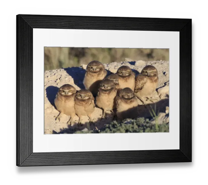 Framed Print : Burrowing Owl (Athene cunicularia) nestlings standing outside their nest burrow in Framed Print : Burrowing Owl (Athene cunicularia) nestlings standing outside their nest burrow in