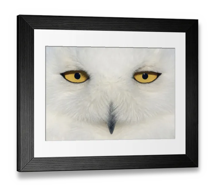 Framed Print : Snowy owl (Bubo scandiaca) female face close up, Canada February Framed Print : Snowy owl (Bubo scandiaca) female face close up, Canada February