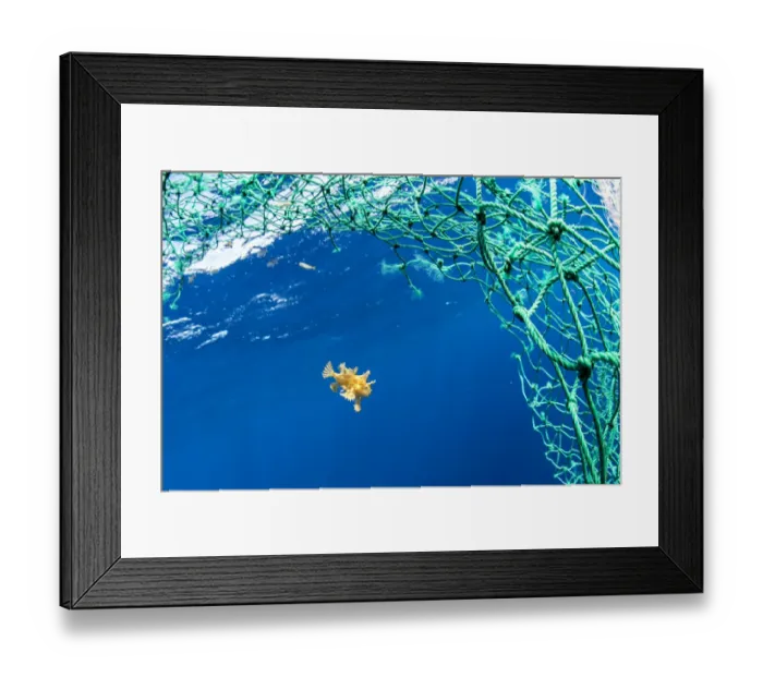 Framed Print : Sargassum fish (Histrio histrio) swimming with discarded fishing net, Dominica Framed Print : Sargassum fish (Histrio histrio) swimming with discarded fishing net, Dominica