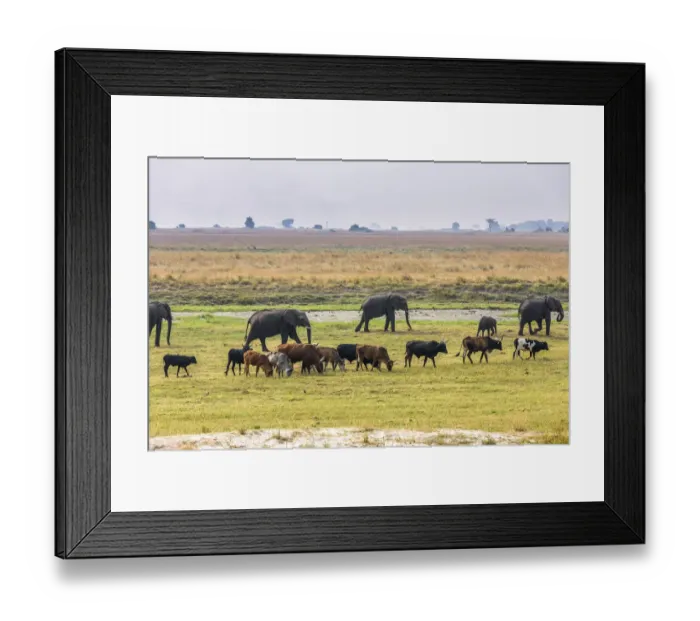Framed Print : Herd of African Elephants (Loxodonta africana) grazing with cattle, Chobe National Framed Print : Herd of African Elephants (Loxodonta africana) grazing with cattle, Chobe National