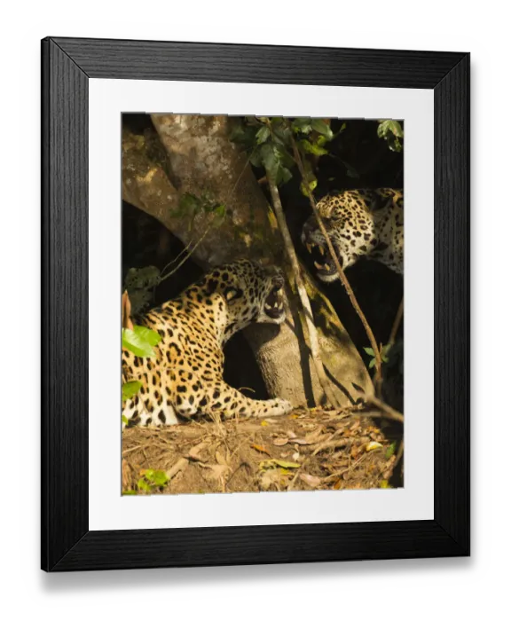 Framed Print : Two Jaguars (Panthera onca) snarling at each other on the riverbank, Pantanal, Brazil Framed Print : Two Jaguars (Panthera onca) snarling at each other on the riverbank, Pantanal, Brazil