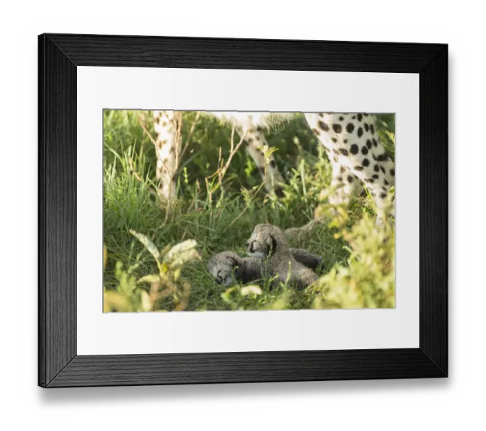 Framed Print : Two Cheetah cubs (Acinonyx jubatus) aged 12-14 days, Ngorongoro Conservation Area Framed Print : Two Cheetah cubs (Acinonyx jubatus) aged 12-14 days, Ngorongoro Conservation Area