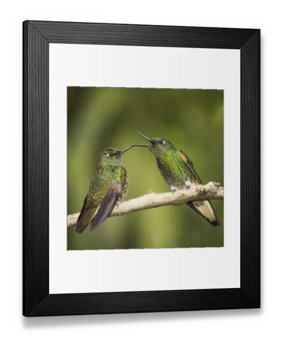 Framed Print : Two Buff-tailed coronet (Boissonneaua flavescens) hummingbirds interacting, Andean montane forest