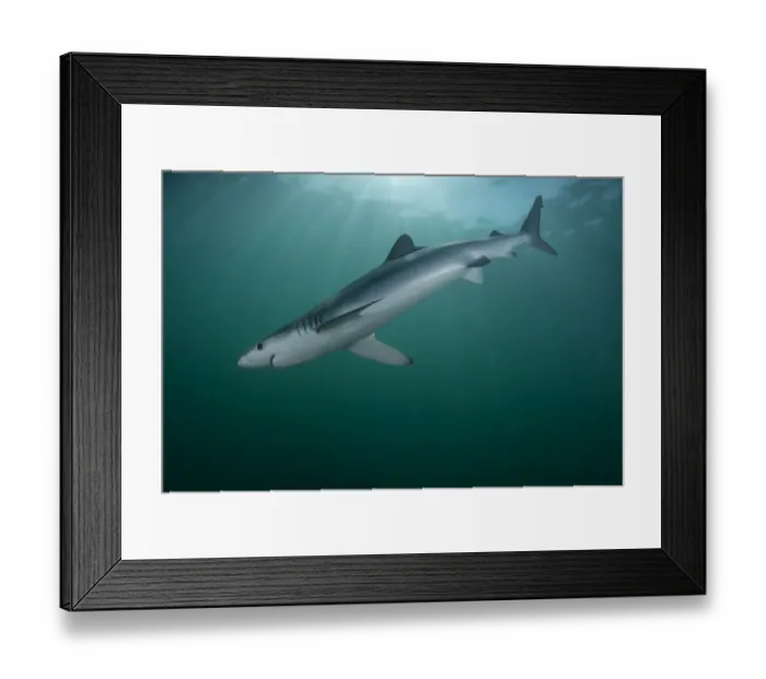 Framed Print : Blue shark (Prionace glauca) female off the coast of Portugal. August Framed Print : Blue shark (Prionace glauca) female off the coast of Portugal. August
