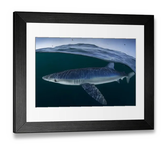 Framed Print : Blue shark (Prionace glauca) female off the coast of Portugal. August Framed Print : Blue shark (Prionace glauca) female off the coast of Portugal. August