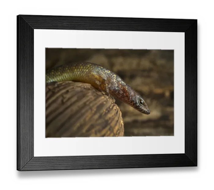 Framed Print : Guinea lidless skink (Panaspis africanus) Principe Island, UNESCO Biosphere Reserve Framed Print : Guinea lidless skink (Panaspis africanus) Principe Island, UNESCO Biosphere Reserve