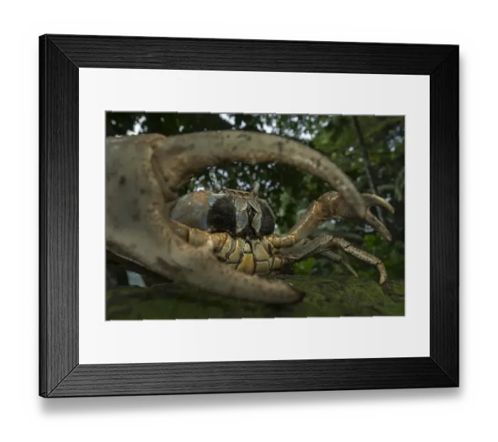 Framed Print : White forest crab (Cardisoma armatum) portrait, seen through claw, Island of Principe