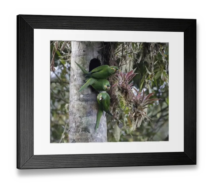 Framed Print : Yellow-plumed parakeets (Leptosittaca branickii) at nest cavity in wax palm stump Framed Print : Yellow-plumed parakeets (Leptosittaca branickii) at nest cavity in wax palm stump