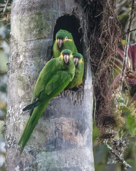 Yellow-plumed parakeets (Leptosittaca branickii) at nest cavity in wax palm stump