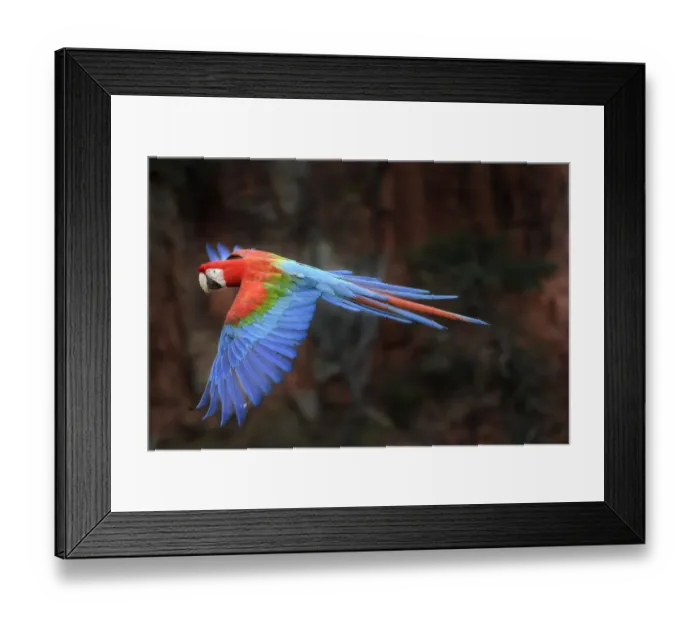 Framed Print : Red-and-green macaw (Ara chloropterus) in flight over forest canopy. Buraco das Araras Framed Print : Red-and-green macaw (Ara chloropterus) in flight over forest canopy. Buraco das Araras