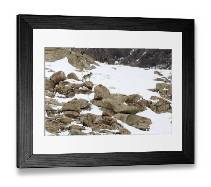 Framed Print : Wolf (Canis lupus) male on rocky snow covered slopes. Ulley Valley in the Himalayas, Ladakh, India Framed Print : Wolf (Canis lupus) male on rocky snow covered slopes. Ulley Valley in the Himalayas, Ladakh, India