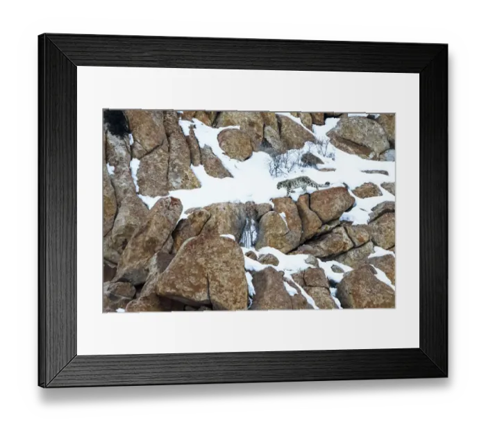 Framed Print : RF - Snow leopard (Panthera uncia) male moving over rocky, snow-covered slopes. Ulley Valley Framed Print : RF - Snow leopard (Panthera uncia) male moving over rocky, snow-covered slopes. Ulley Valley