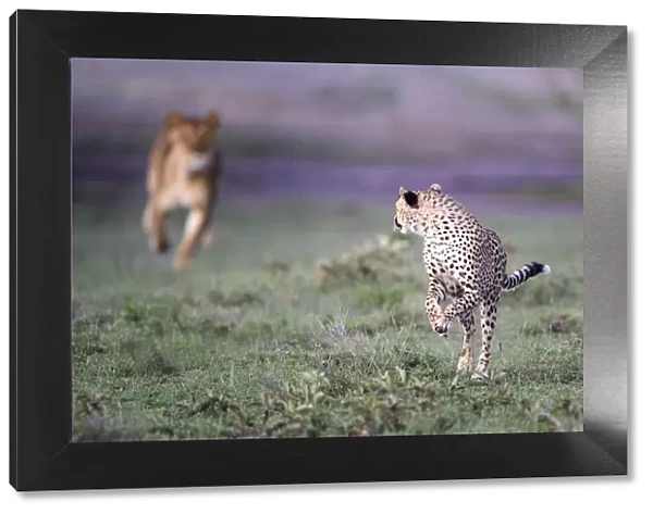 Lioness (Panthera leo) chasing away Cheetah (Acinonyx jubatus) Serengeti  /  Ngorongoro