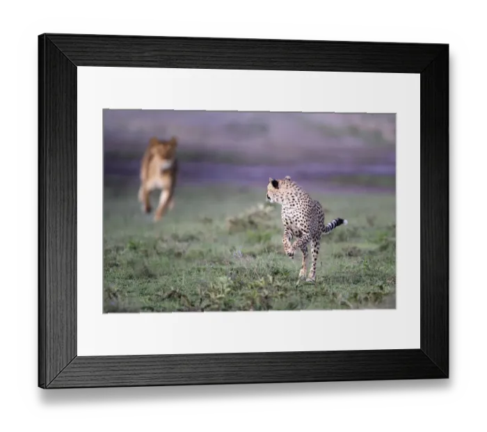 Framed Print : Lioness (Panthera leo) chasing away Cheetah (Acinonyx jubatus) Serengeti / Ngorongoro Framed Print : Lioness (Panthera leo) chasing away Cheetah (Acinonyx jubatus) Serengeti / Ngorongoro