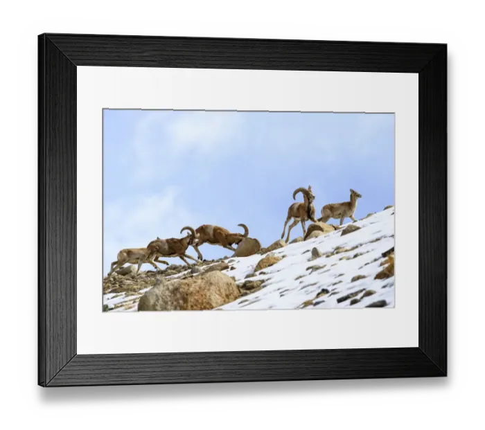 Framed Print : Urial sheep (Ovis vignei) herd running across steep barren slopes. Himalayas near Ulley Framed Print : Urial sheep (Ovis vignei) herd running across steep barren slopes. Himalayas near Ulley