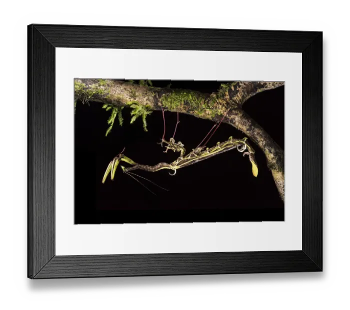 Framed Print : Spiky flower-mimic stick insect (Toxodera berieri) active at night. Danum Valley Framed Print : Spiky flower-mimic stick insect (Toxodera berieri) active at night. Danum Valley
