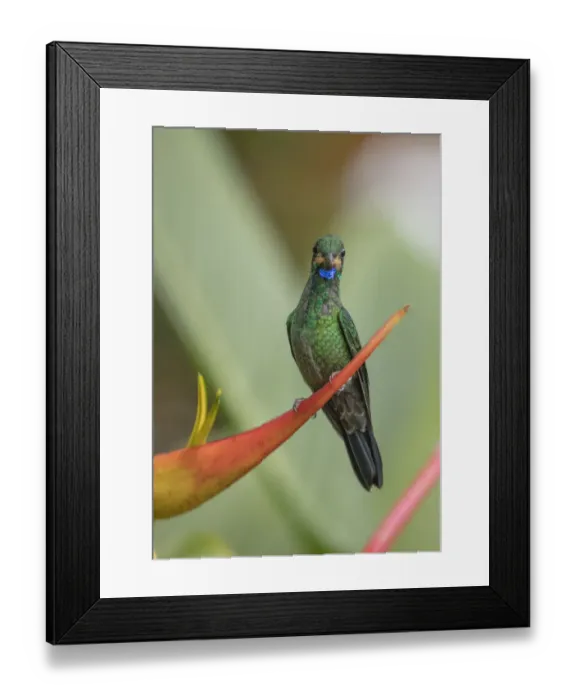 Framed Print : Green-crowned brilliant (Heliodoxa jacula) Mashpi Cloud Forest Reserve, Ecuador