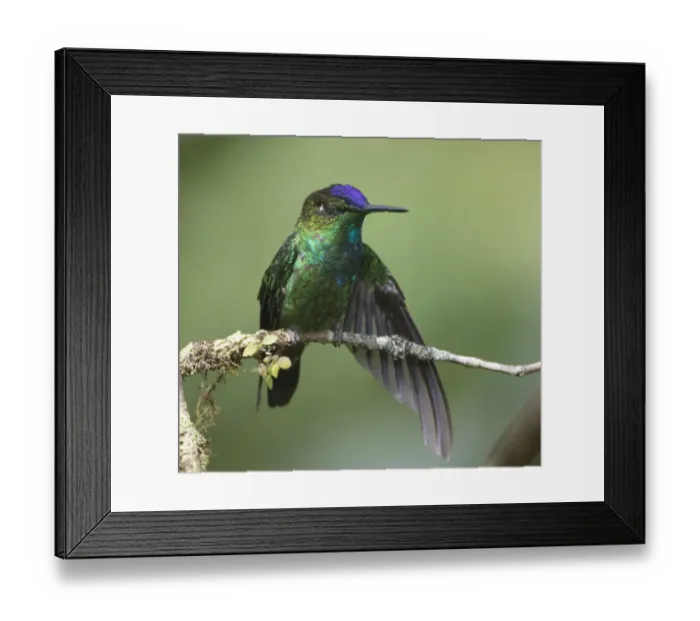 Framed Print : Violet-fronted brilliant (Heliodoxa leadbeateri) Ecuador Framed Print : Violet-fronted brilliant (Heliodoxa leadbeateri) Ecuador