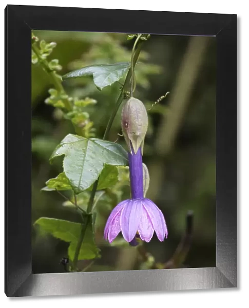 Passionflower (Passiflora cubalensis) Yanacocha Reserve, Ecuador