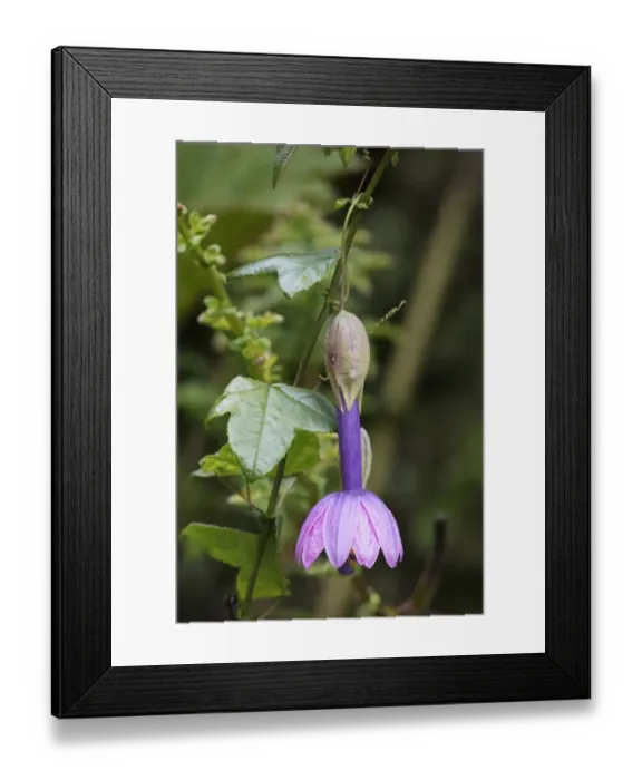 Framed Print : Passionflower (Passiflora cubalensis) Yanacocha Reserve, Ecuador Framed Print : Passionflower (Passiflora cubalensis) Yanacocha Reserve, Ecuador