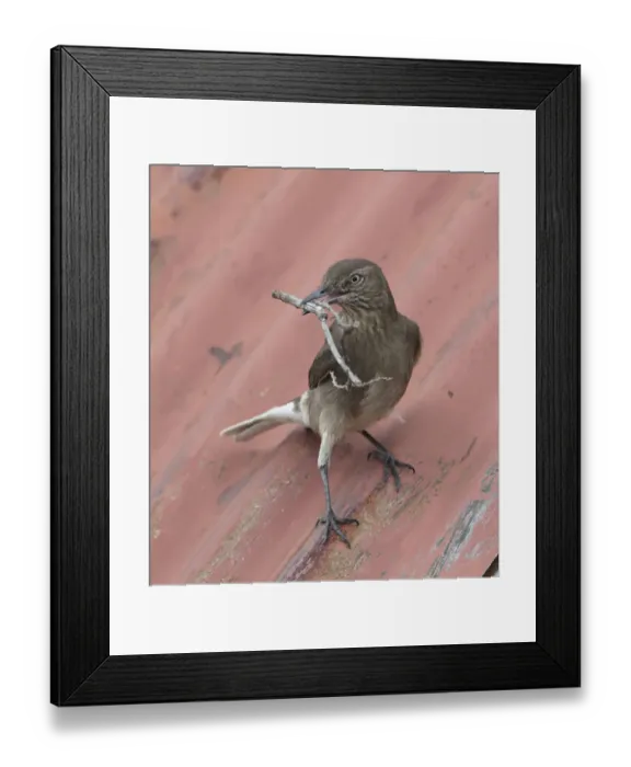 Framed Print : Black-billed shrike-tyrant (Agriornis montanus) with nest material; Antisanilla Reserve Framed Print : Black-billed shrike-tyrant (Agriornis montanus) with nest material; Antisanilla Reserve
