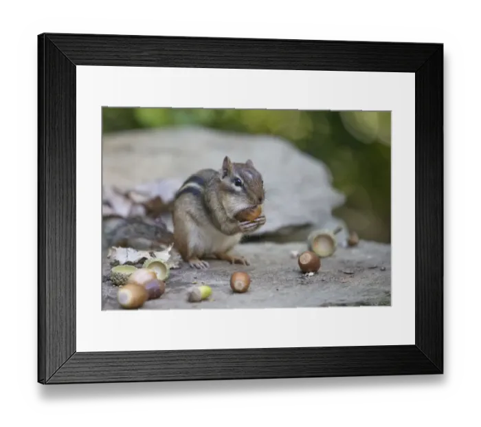 Framed Print : Eastern chipmunk (Tamias striatus) gathering white oak acorns in cheek pouch, Chestnut Hill Framed Print : Eastern chipmunk (Tamias striatus) gathering white oak acorns in cheek pouch, Chestnut Hill