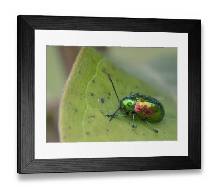 Framed Print : Dogbane beetle (Chrysochus auratus) on dogbane, Crossways Preserve, Philadelphia Framed Print : Dogbane beetle (Chrysochus auratus) on dogbane, Crossways Preserve, Philadelphia
