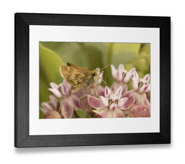 Framed Print : Pecks skipper butterfly (Polites peckius) feeding on flowers, Crossways Preserve Framed Print : Pecks skipper butterfly (Polites peckius) feeding on flowers, Crossways Preserve