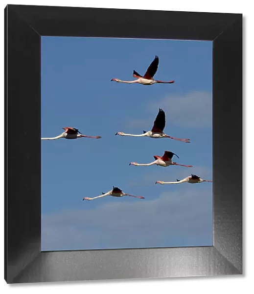 Greater flamingo (Phoenicopterus ruber) flock in flight, Pont de Gau, Camargue, France
